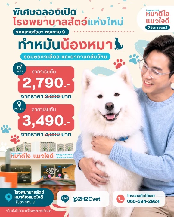 โปรโมชันทำหมัน
